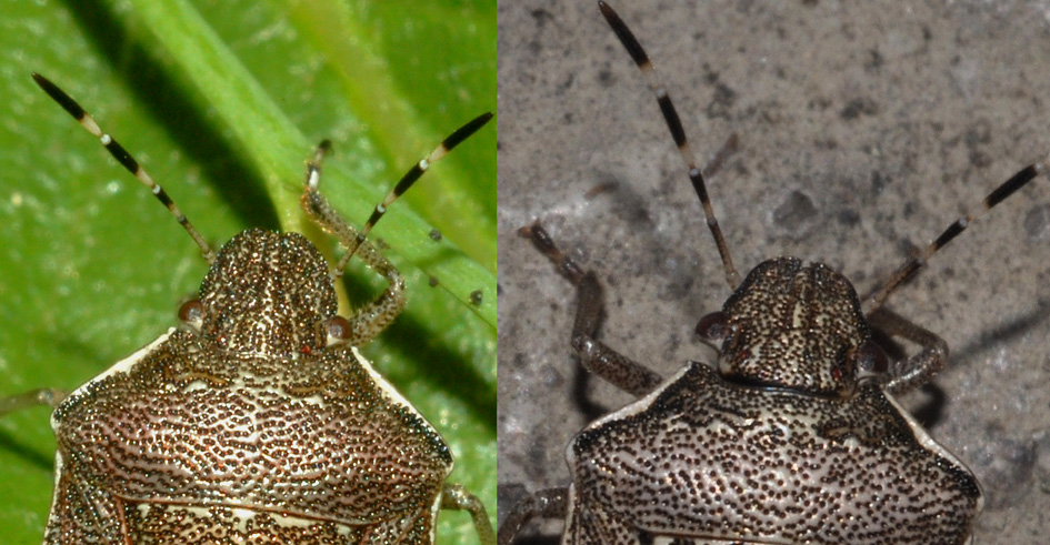 Pentatomidae: Holcostethus sphacelatus e H.albipes